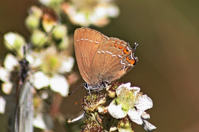 Theclinae del Parco del Ticino